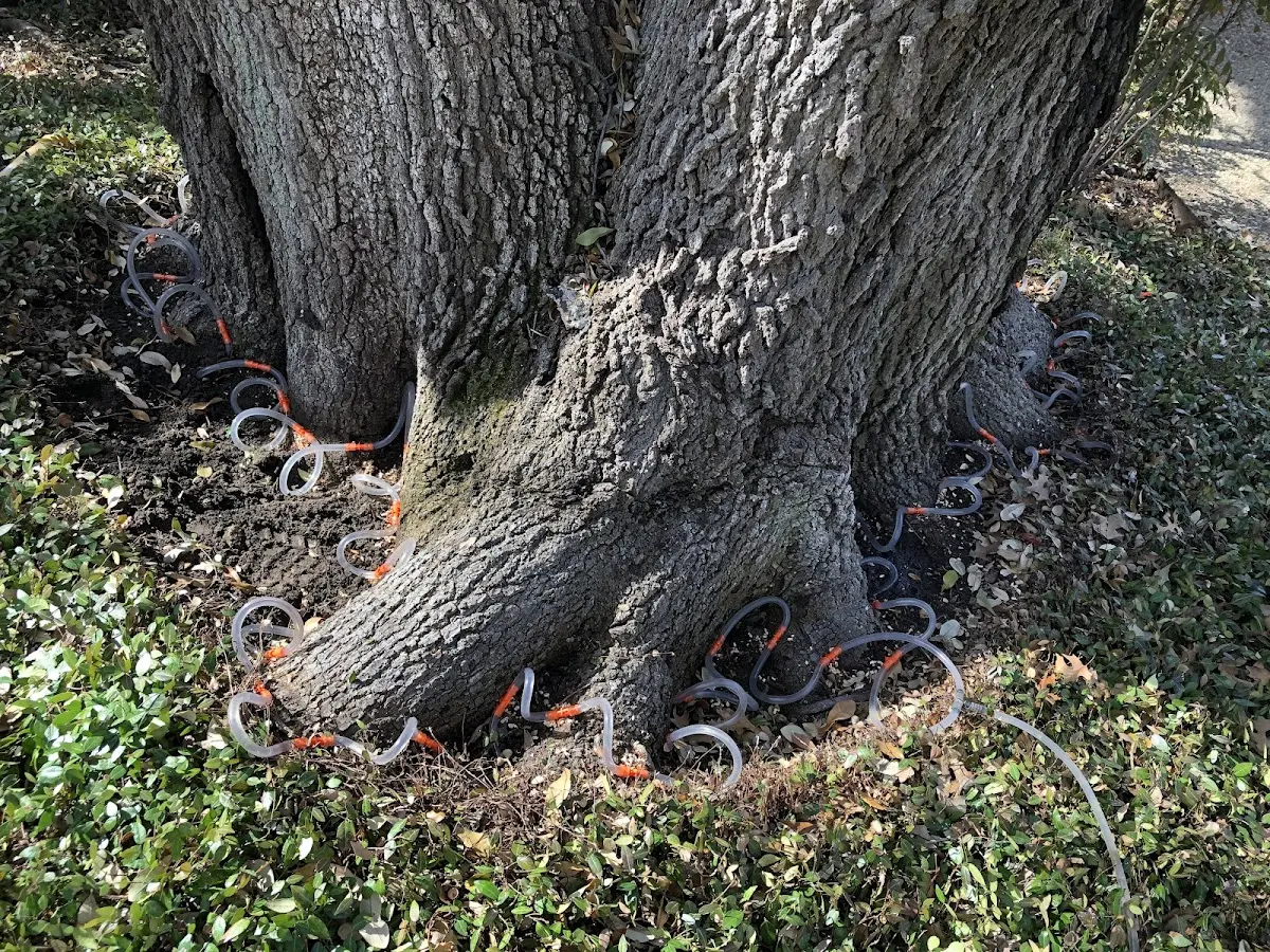 Detailed Tree Cabling and Bracing job site in Maplesville