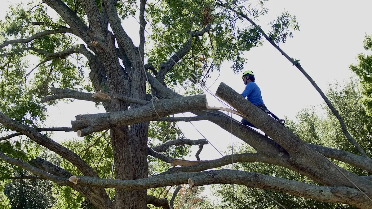 Professional Hazardous Tree Removal performed by certified arborists in Maplesville